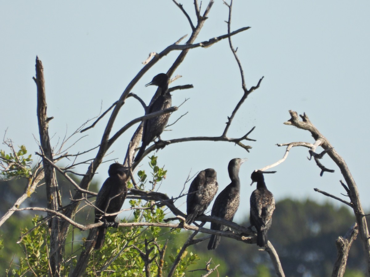 Little Black Cormorant - ML646432812