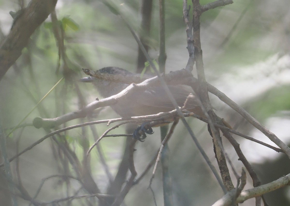 Myrmidon cendré - ML646432814