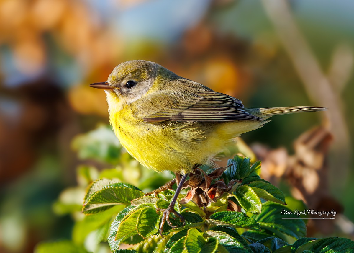 Reinita Galana - ML646432815