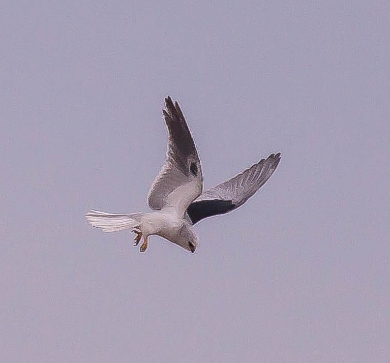 White-tailed Kite - ML646432816