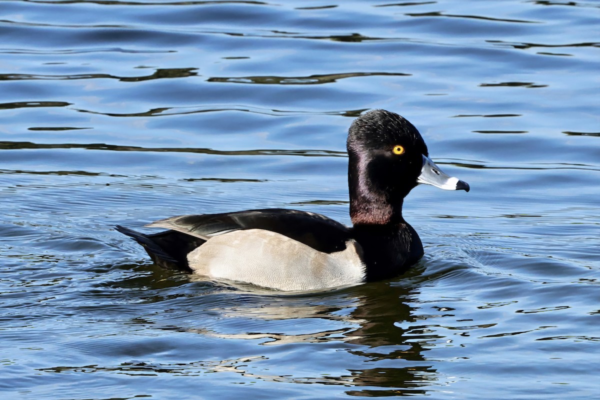 Ring-necked Duck - ML646432822