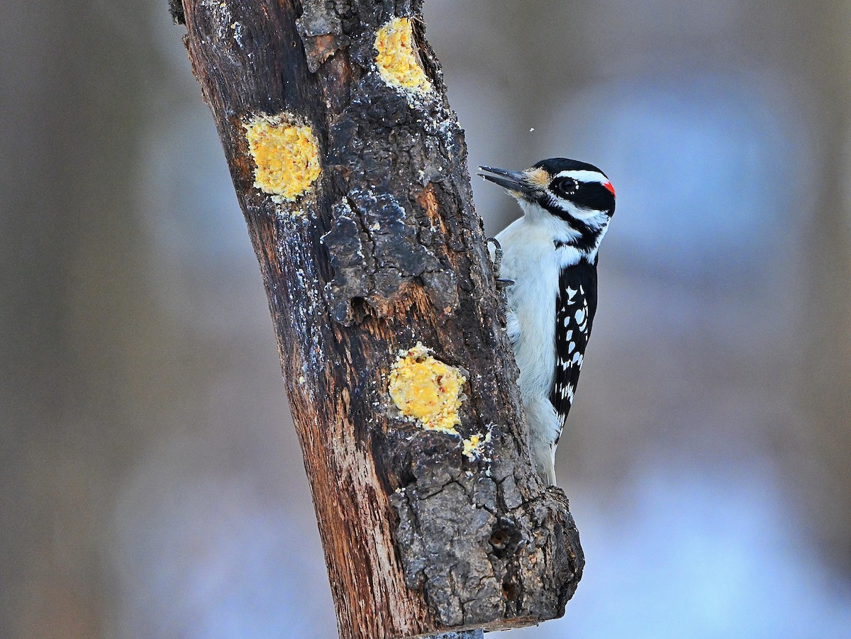 Hairy Woodpecker - ML646432823