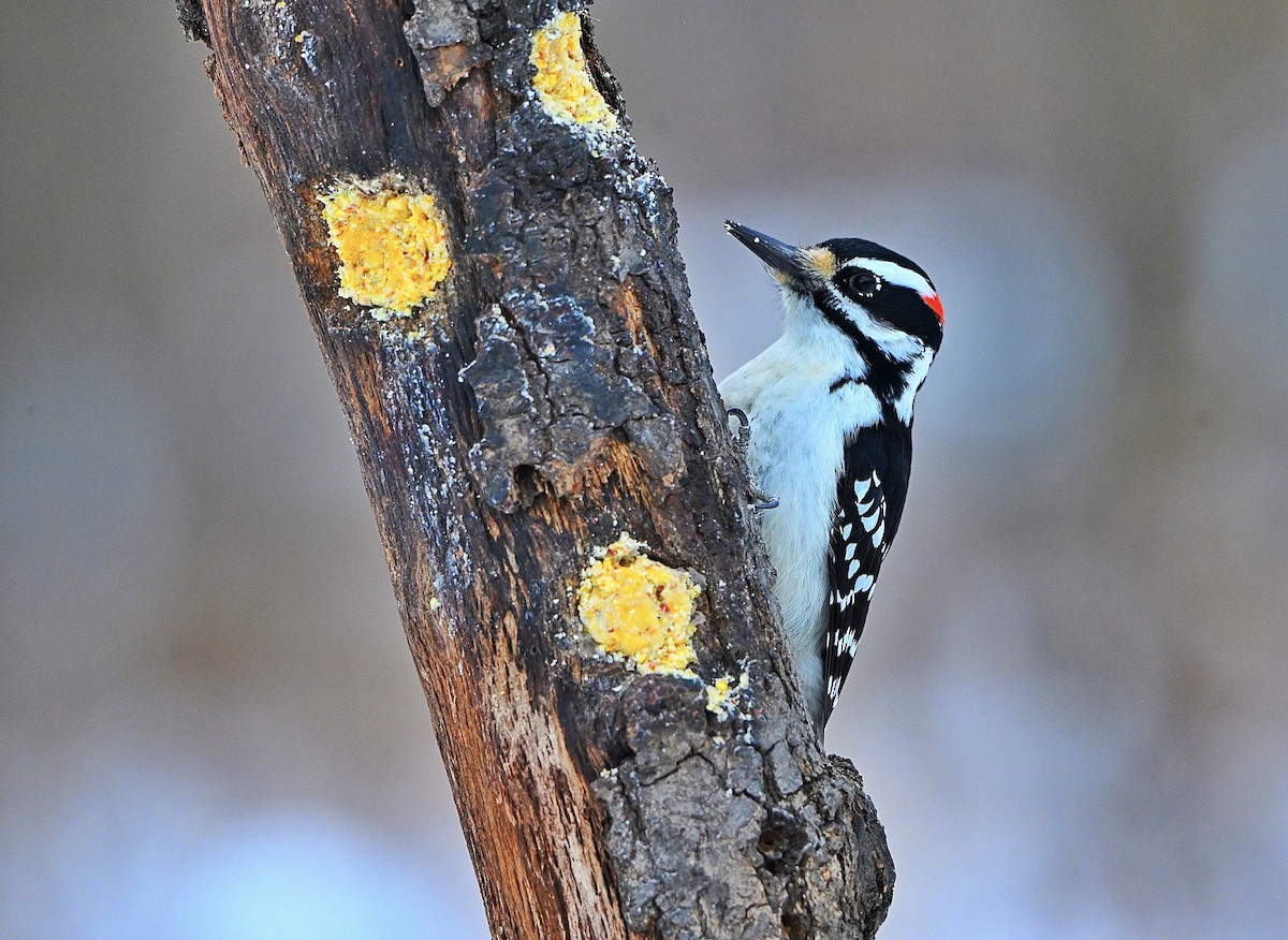 Hairy Woodpecker - ML646432824