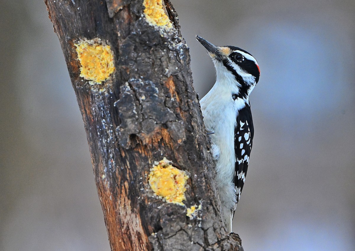 Hairy Woodpecker - ML646432825