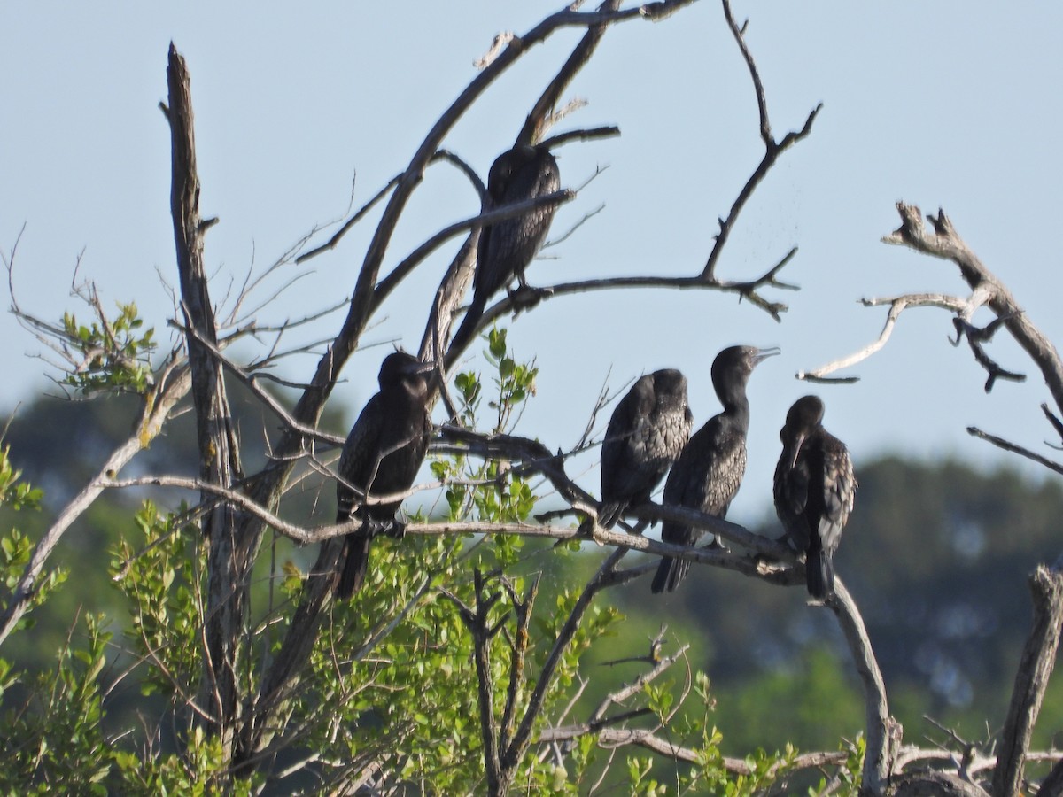 Little Black Cormorant - ML646432826