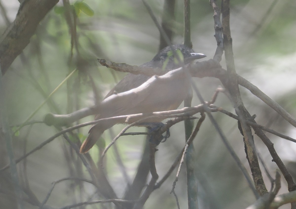 Myrmidon cendré - ML646432830