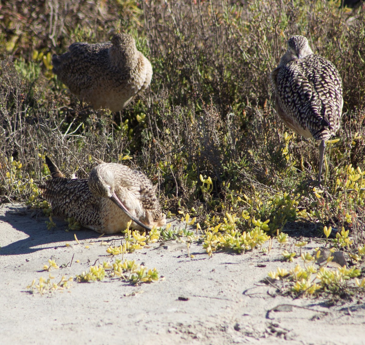 Long-billed Curlew - ML646432836