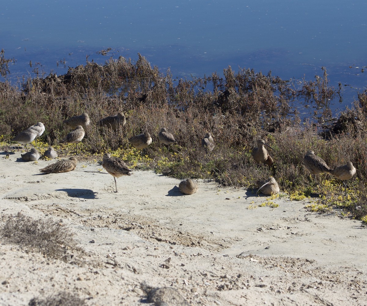 Long-billed Curlew - ML646432837
