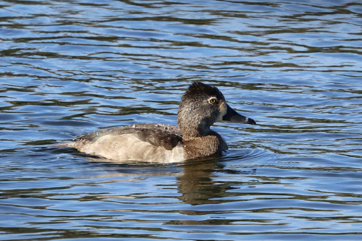 Ring-necked Duck - ML646432838