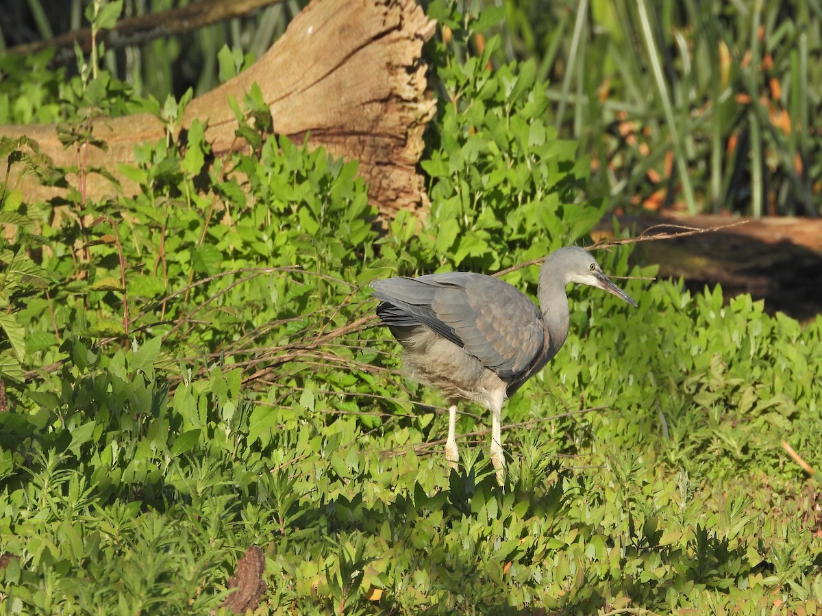 White-faced Heron - ML646432839