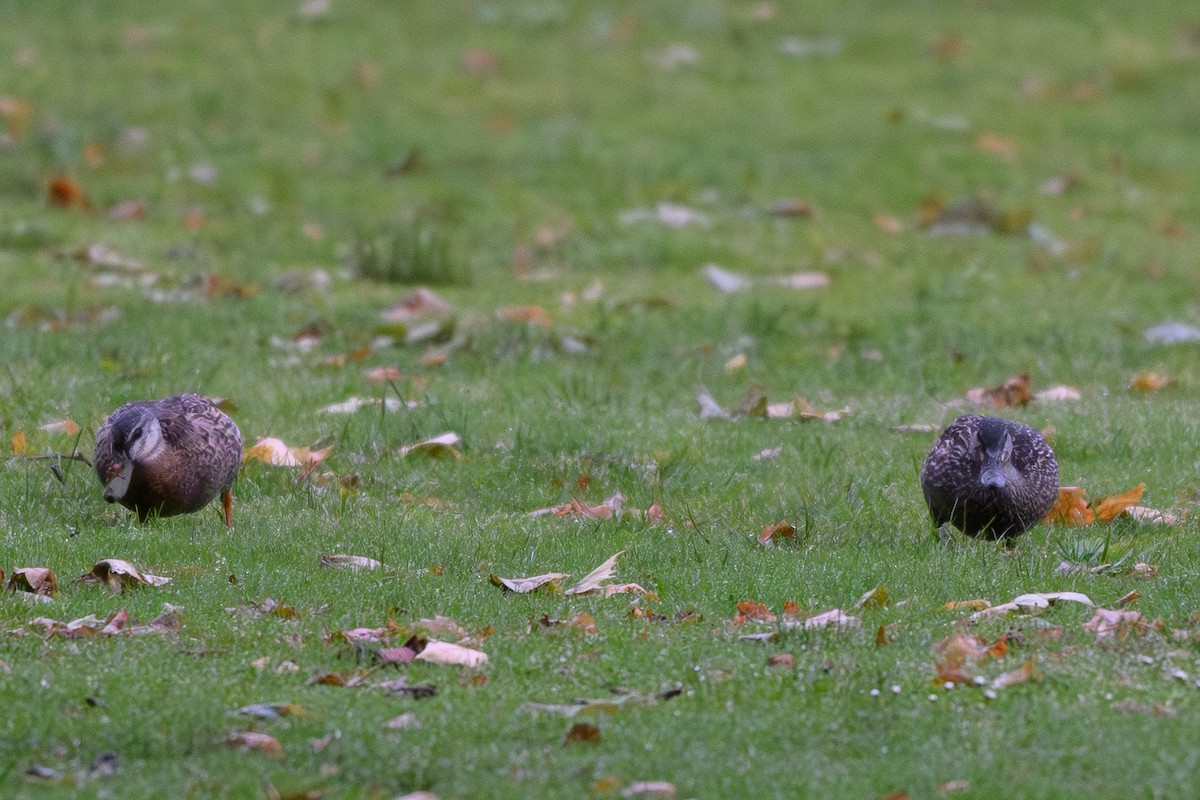 Mallard - ML646432846