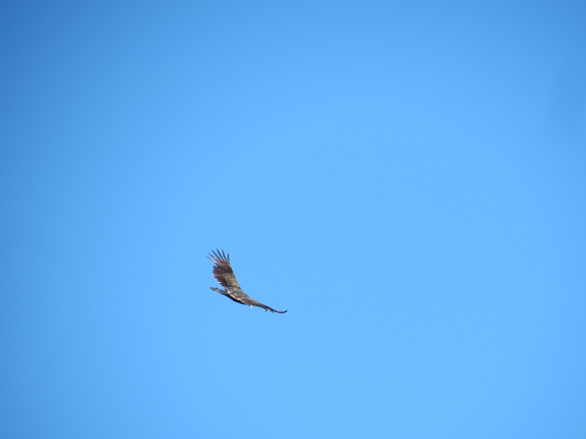 Turkey Vulture - ML646432847