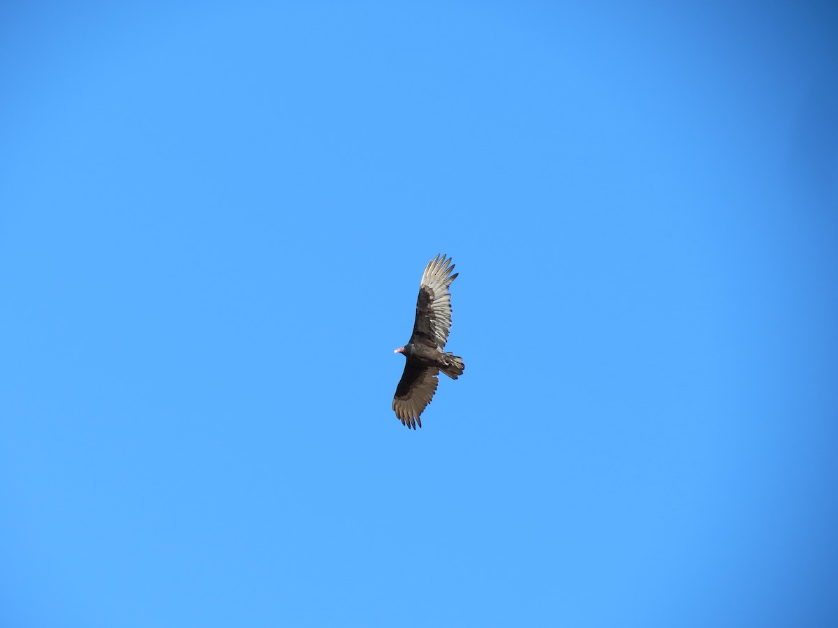 Turkey Vulture - ML646432848