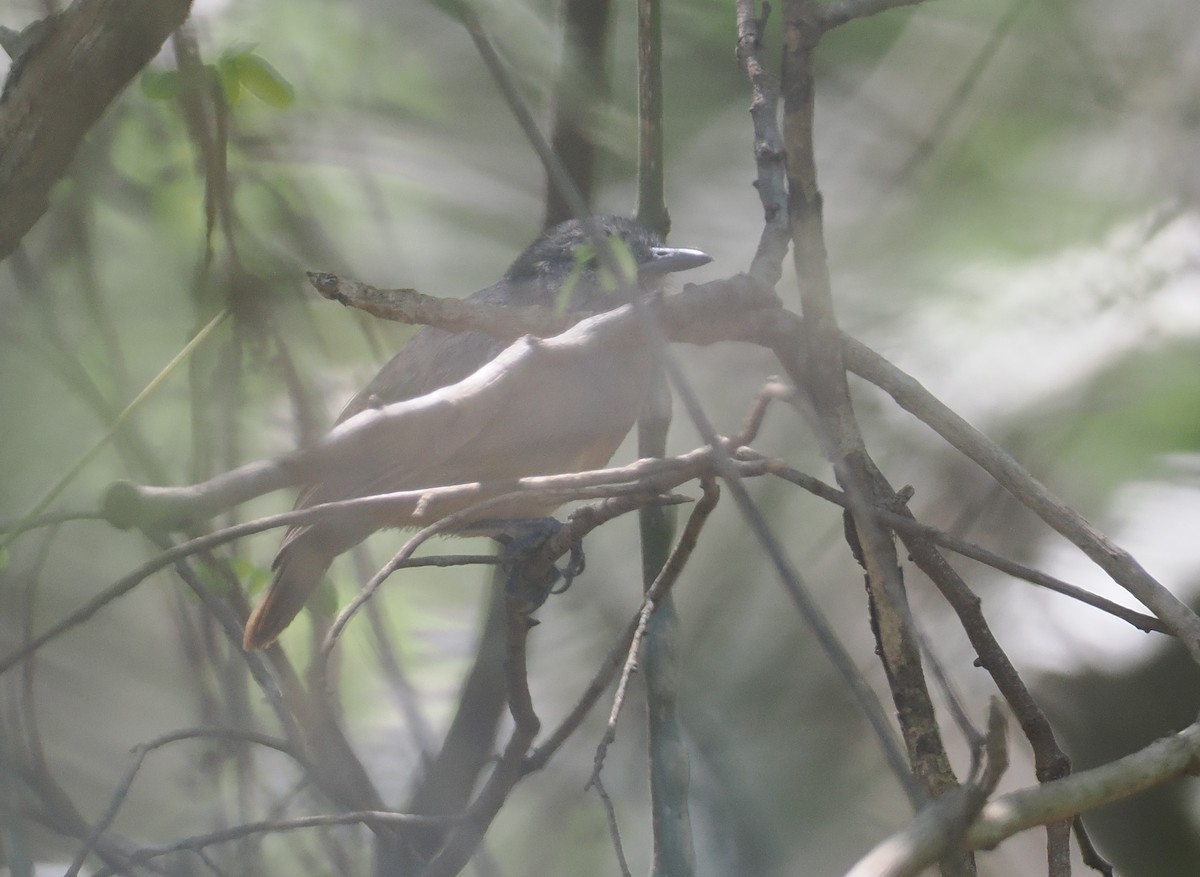 Myrmidon cendré - ML646432851