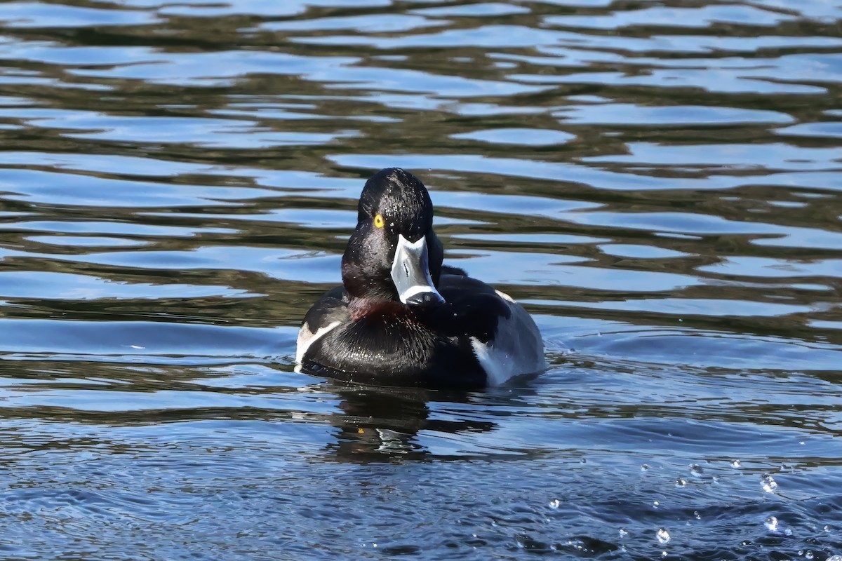 Ring-necked Duck - ML646432852