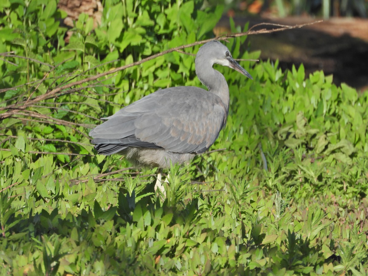 White-faced Heron - ML646432853