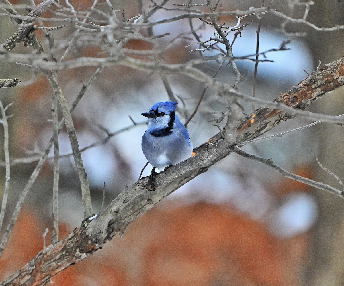 Blue Jay - ML646432854