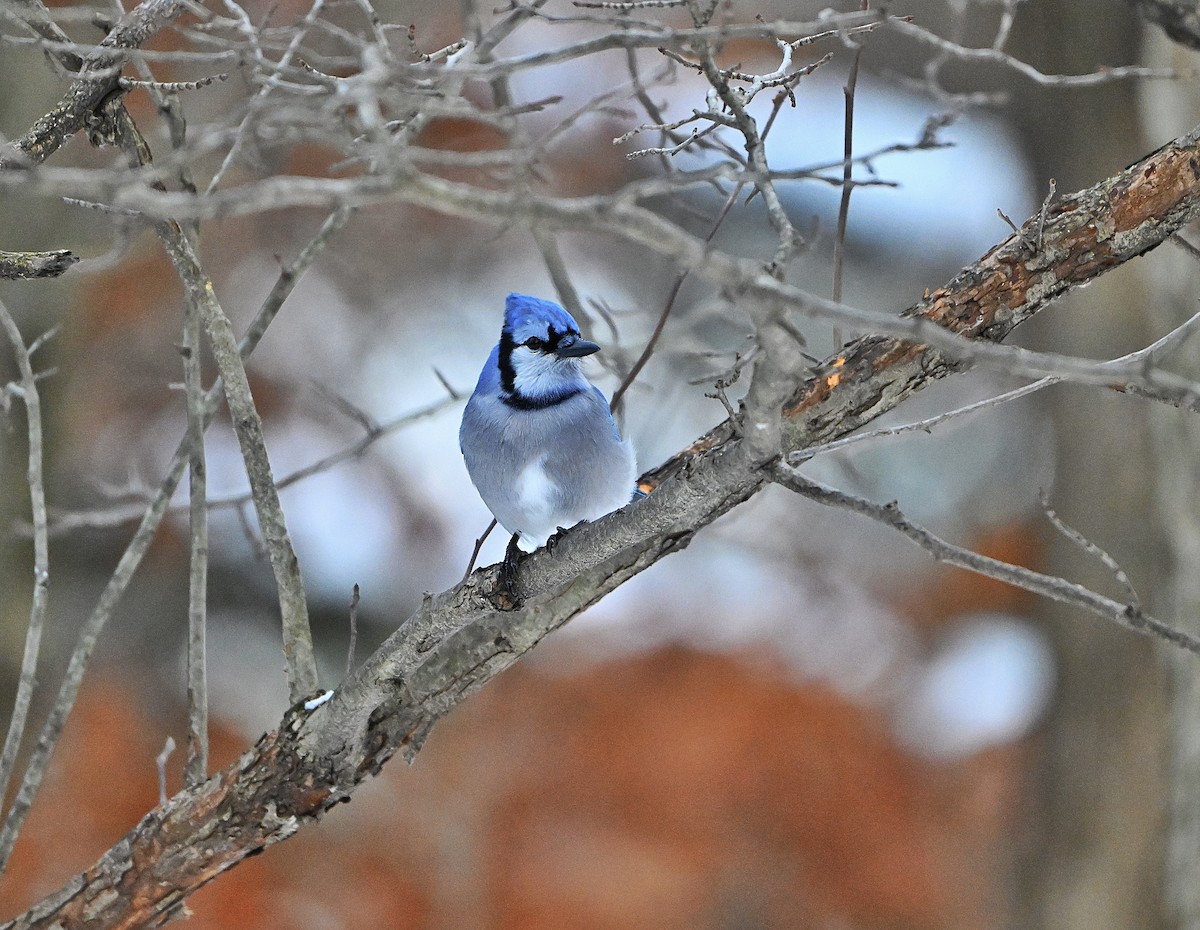 Blue Jay - ML646432855