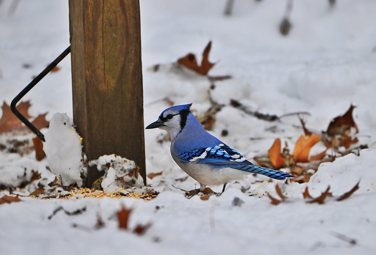 Blue Jay - ML646432858