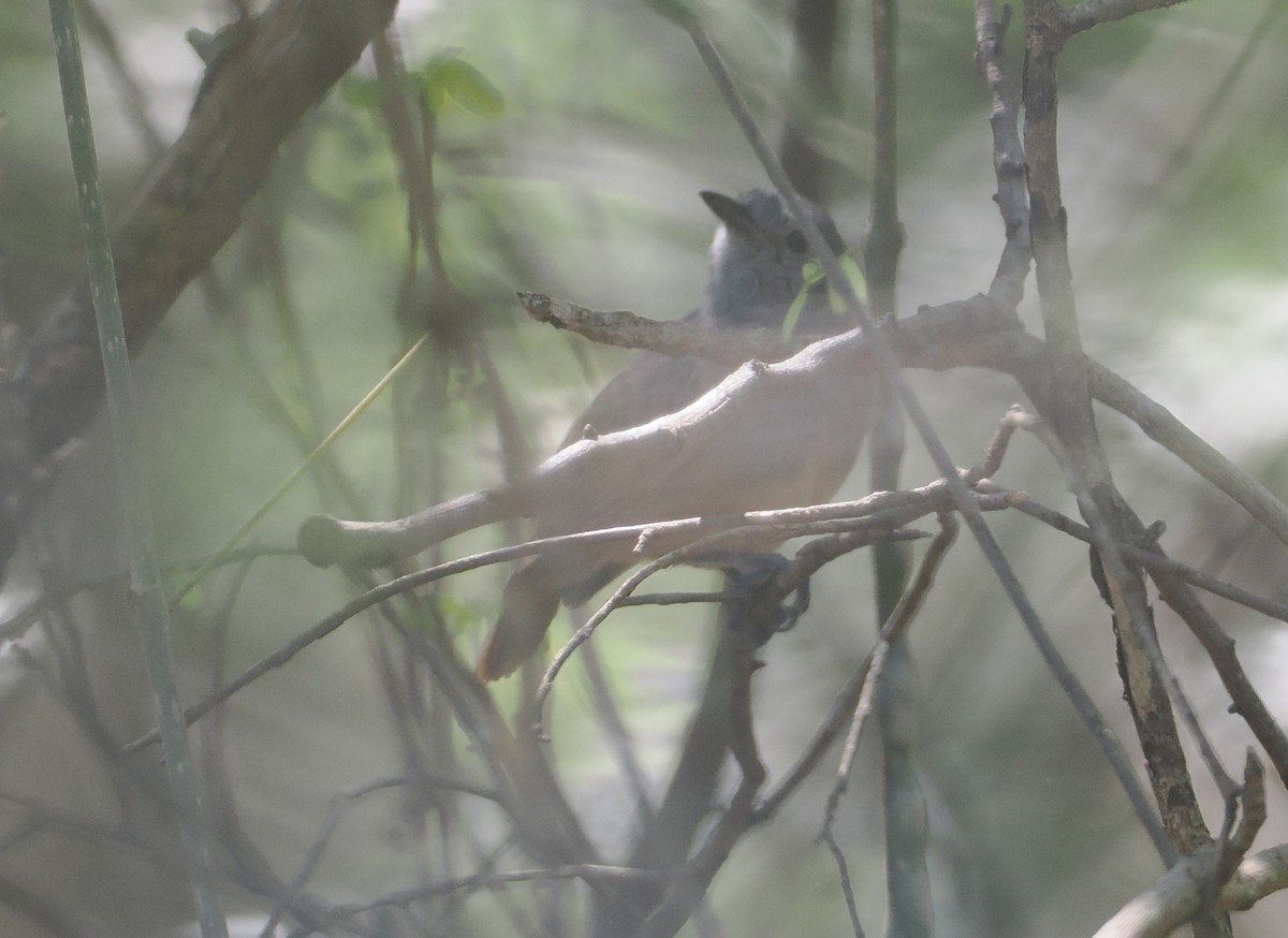 Ashy Antwren - ML646432860