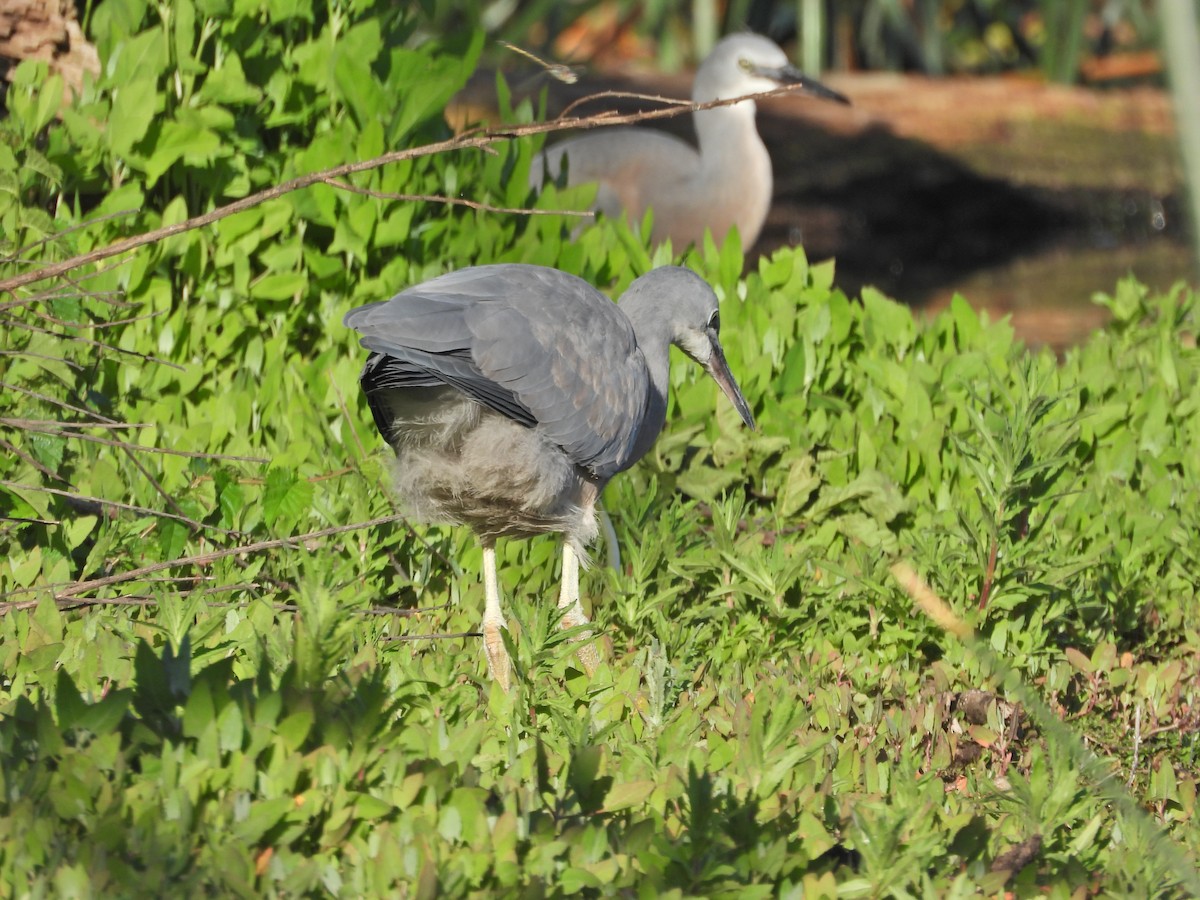 White-faced Heron - ML646432861