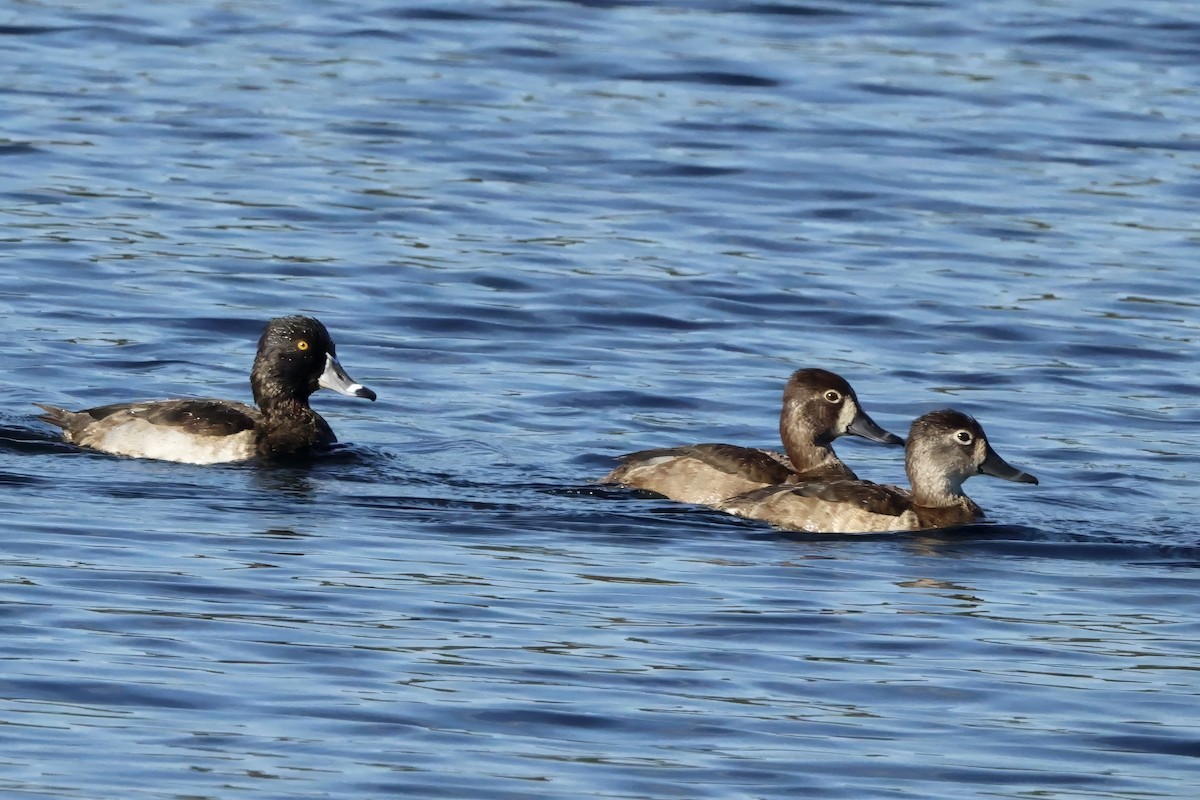 Ring-necked Duck - ML646432862