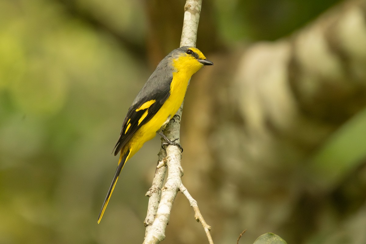 Orange Minivet - ML646432863