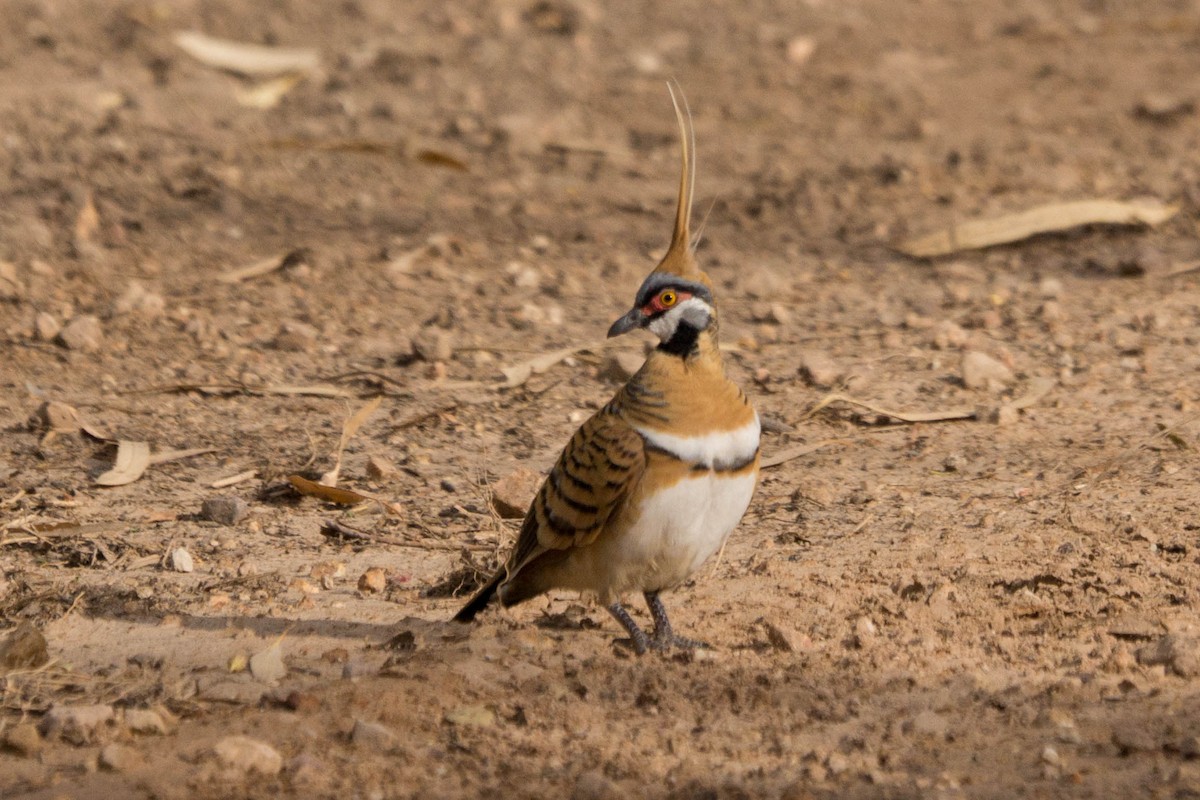 Spinifex Pigeon - ML646432864