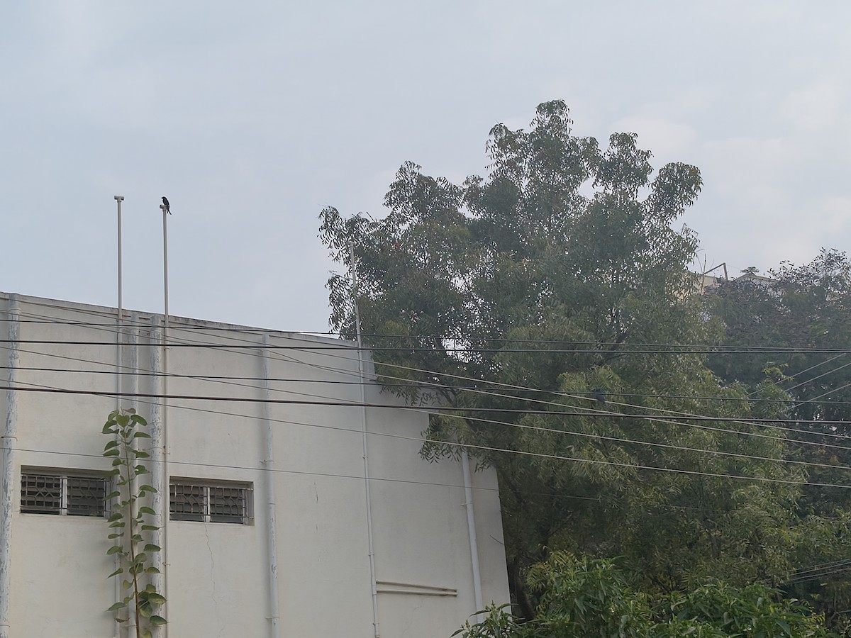 Black Drongo - ML646432866