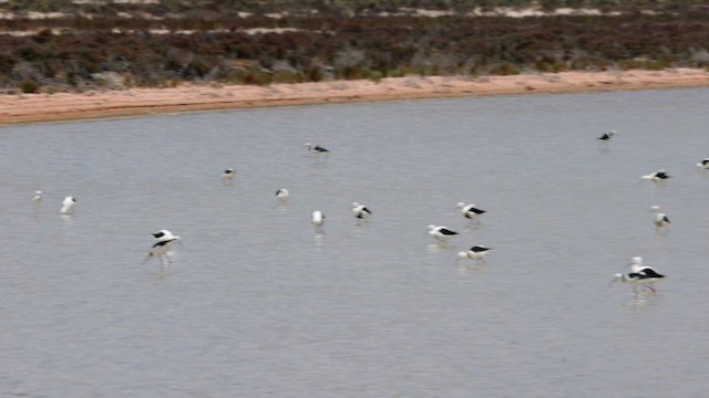 Banded Stilt - ML646432867