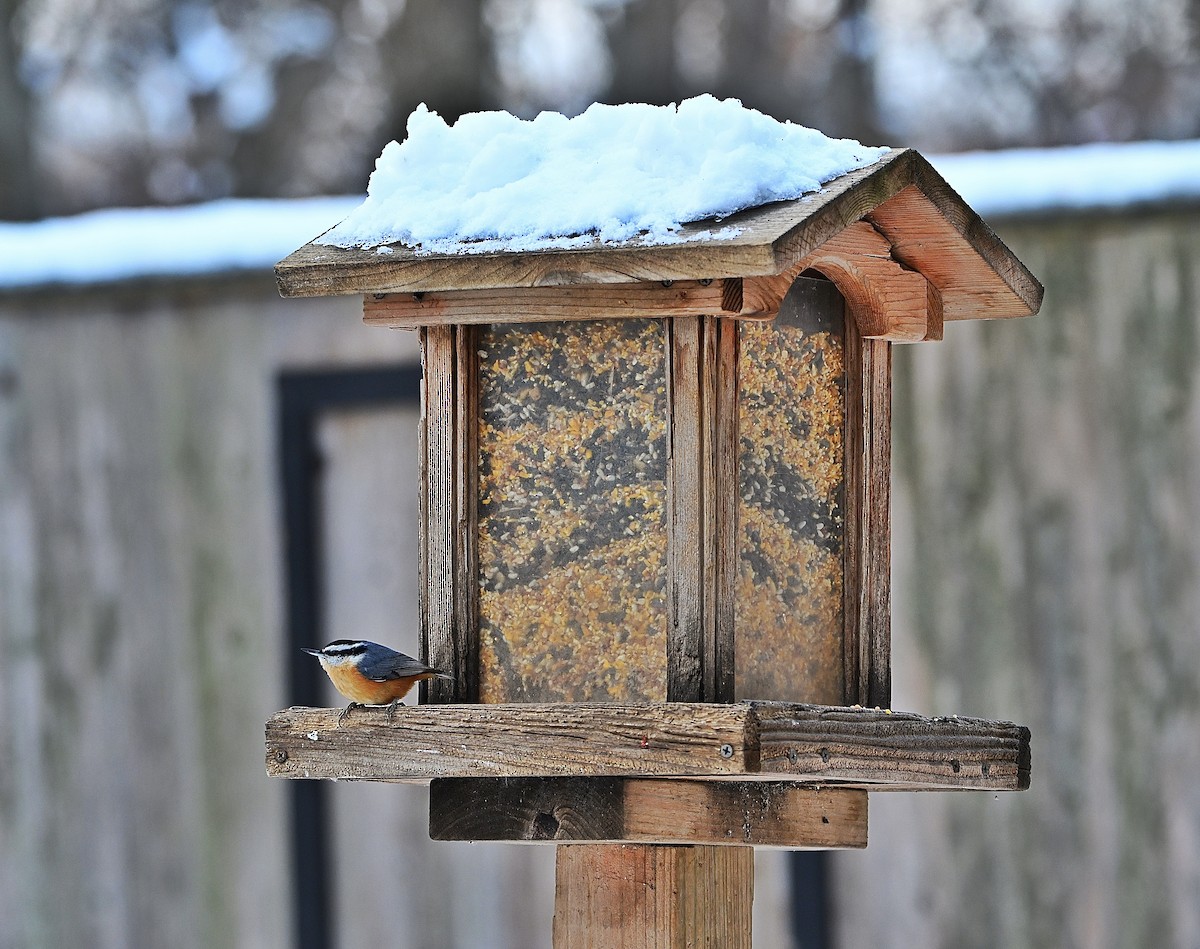 Red-breasted Nuthatch - ML646432868