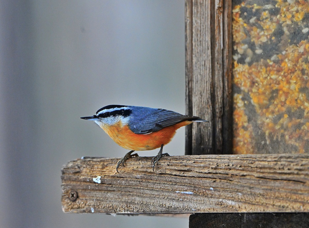 Red-breasted Nuthatch - ML646432869