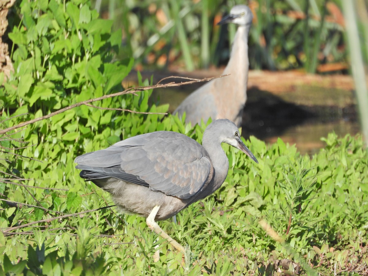 White-faced Heron - ML646432870