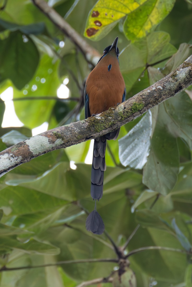 Whooping Motmot (Whooping) - ML646432871