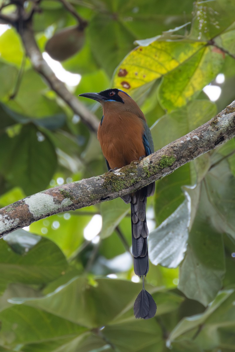 Whooping Motmot (Whooping) - ML646432872