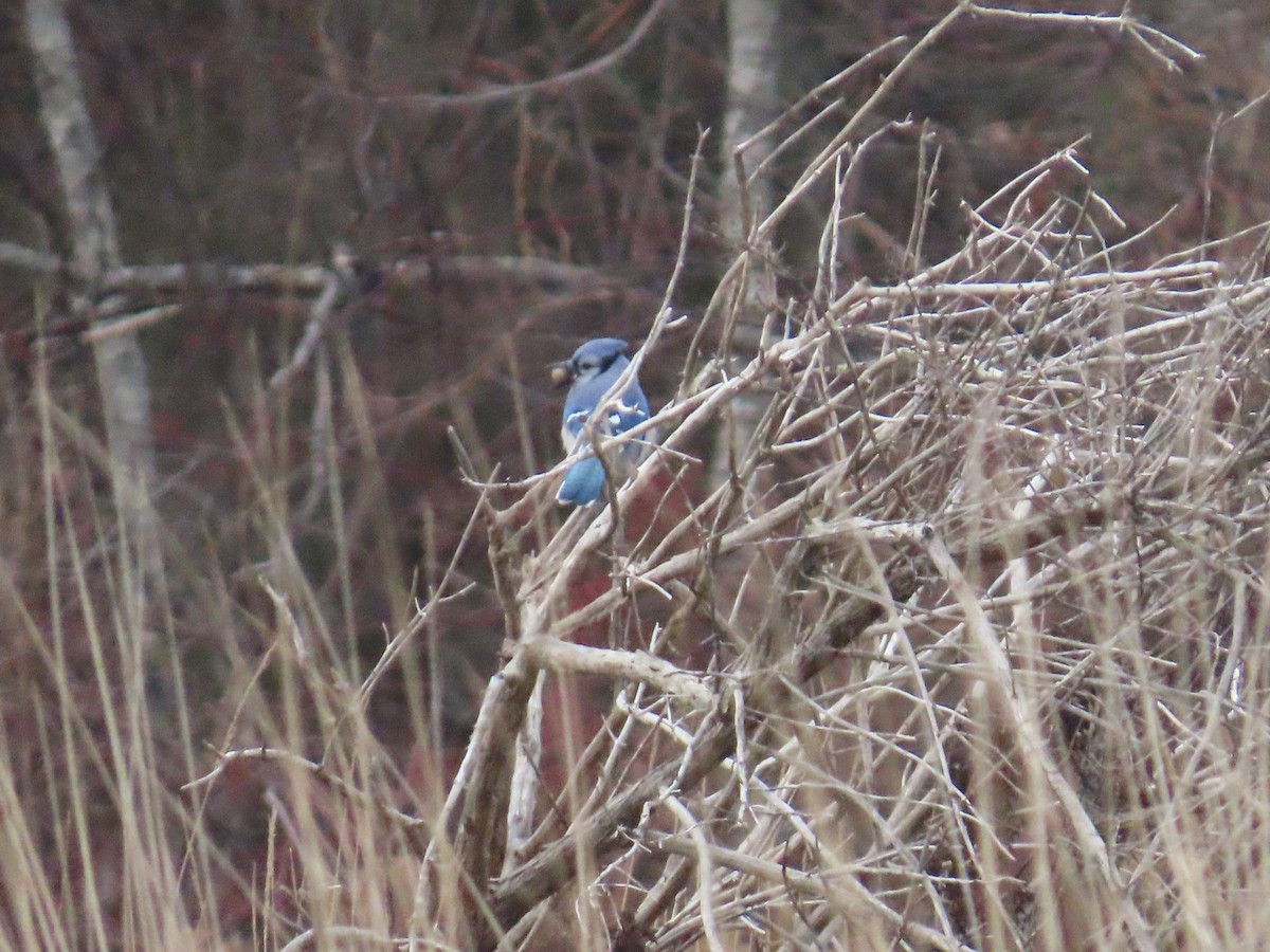 Blue Jay - ML646432873