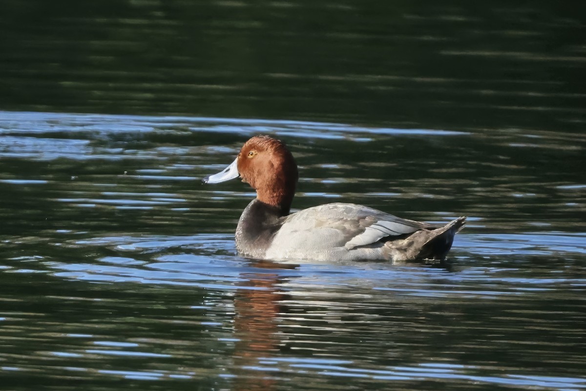 Redhead - ML646432874