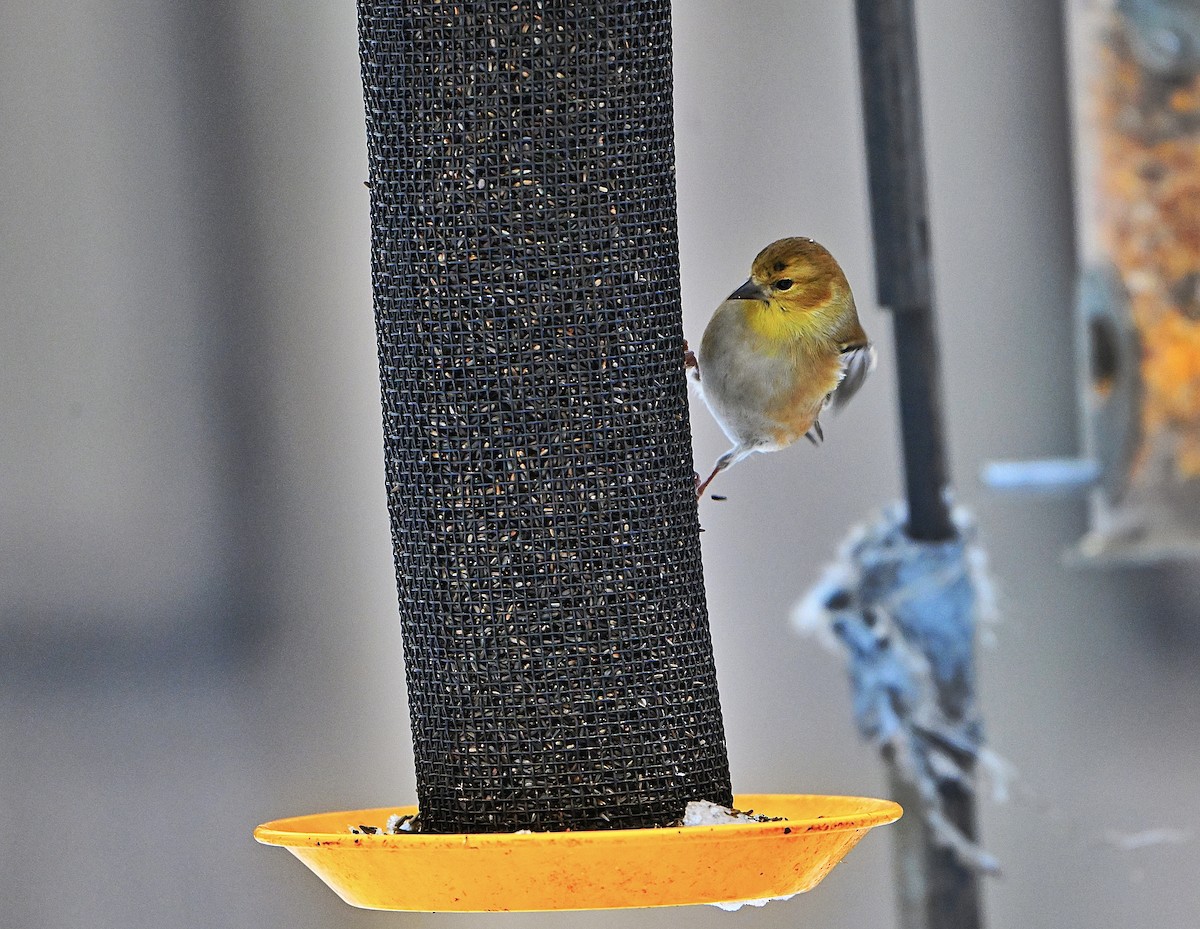American Goldfinch - ML646432875