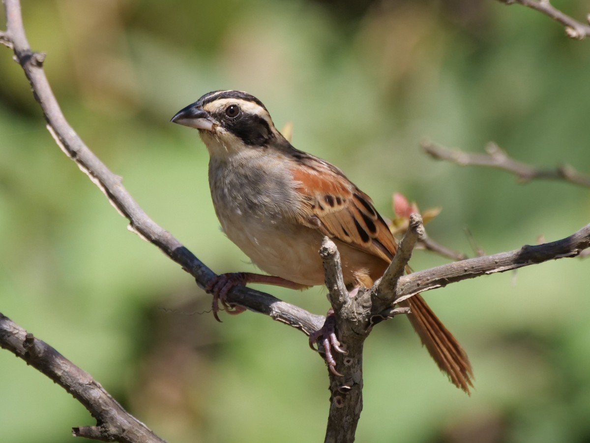 Stripe-headed Sparrow - ML646432876