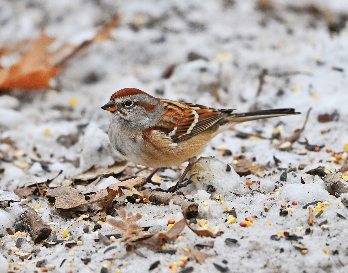 American Tree Sparrow - ML646432877
