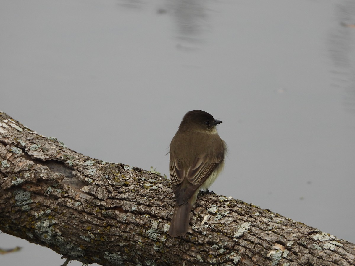Eastern Phoebe - ML646432878