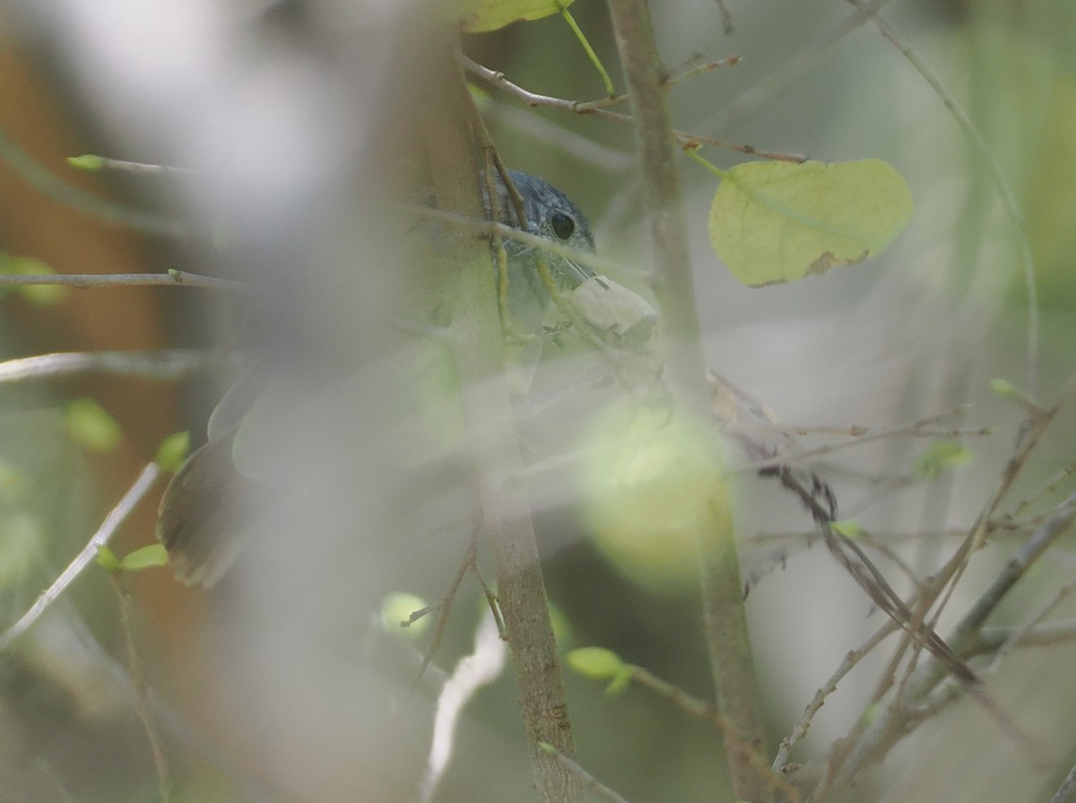 Ashy Antwren - ML646432879