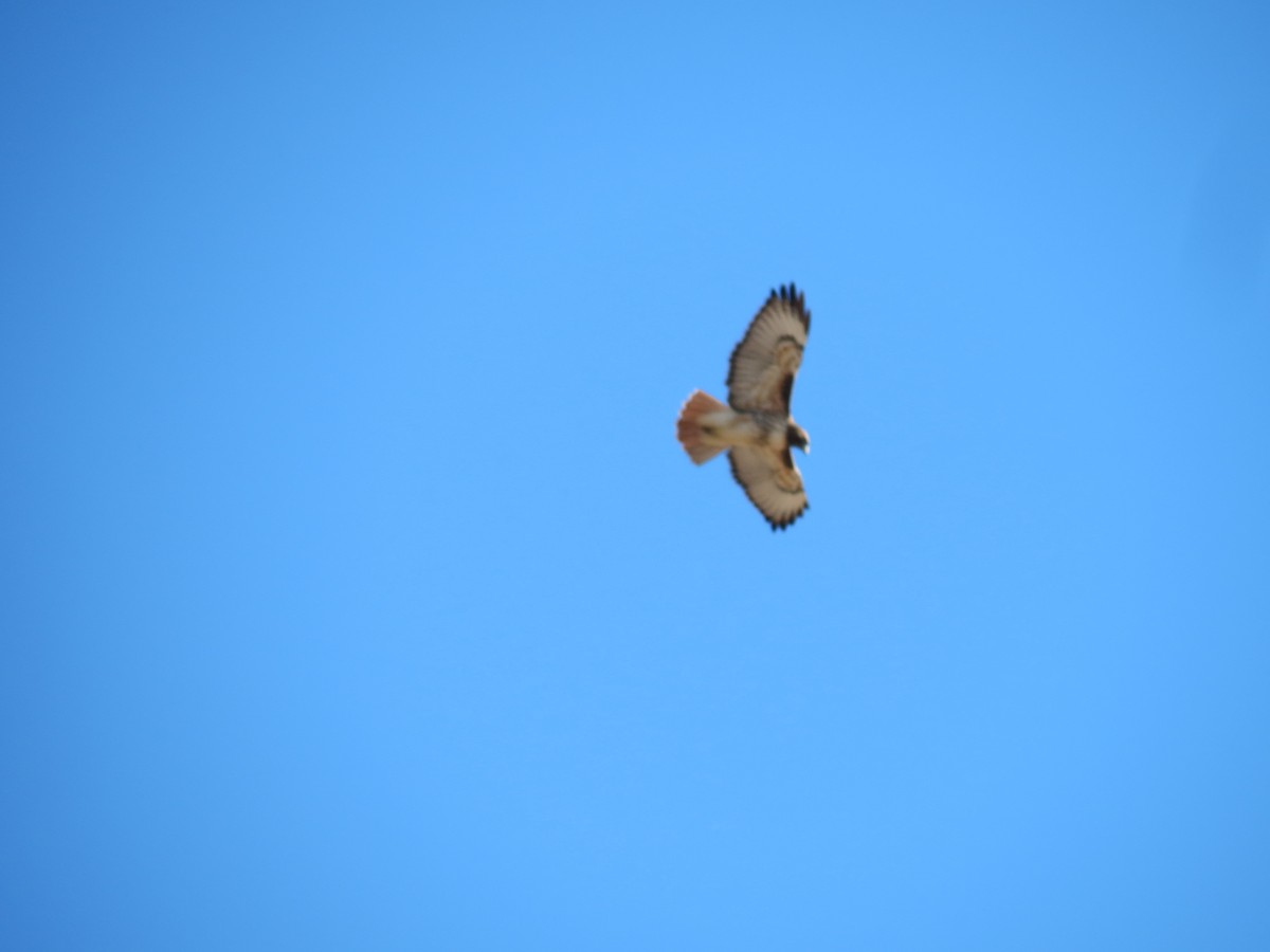Red-tailed Hawk (calurus/alascensis) - ML646432880