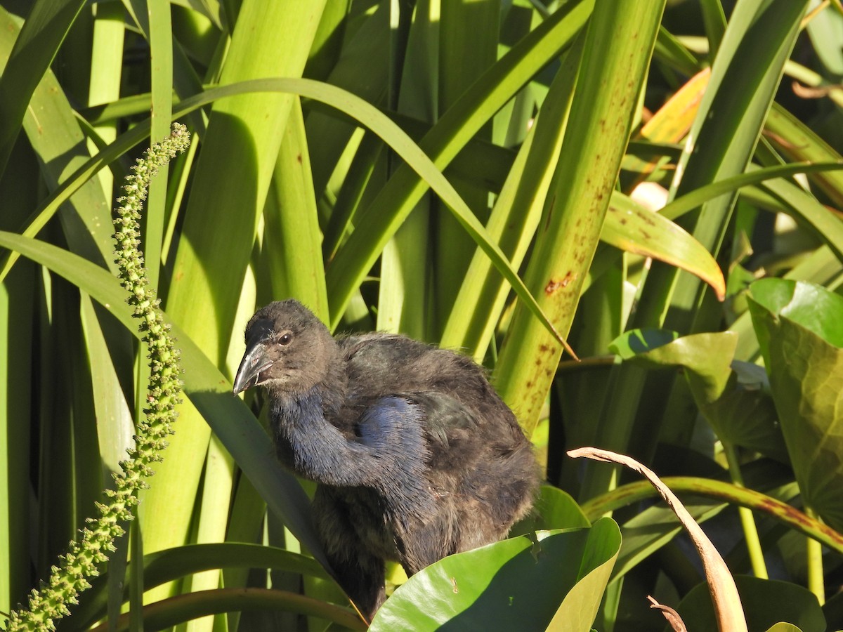 Australasian Swamphen - ML646432881