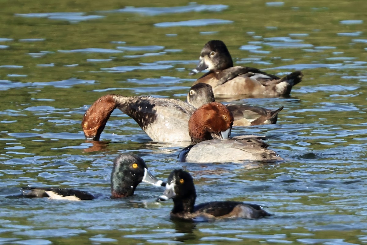 Redhead - ML646432882