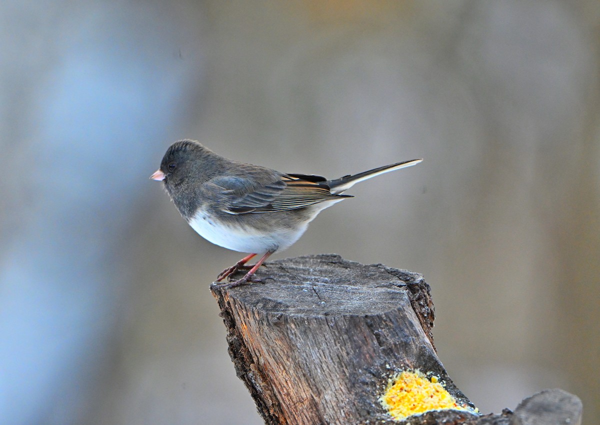 Dark-eyed Junco - ML646432883