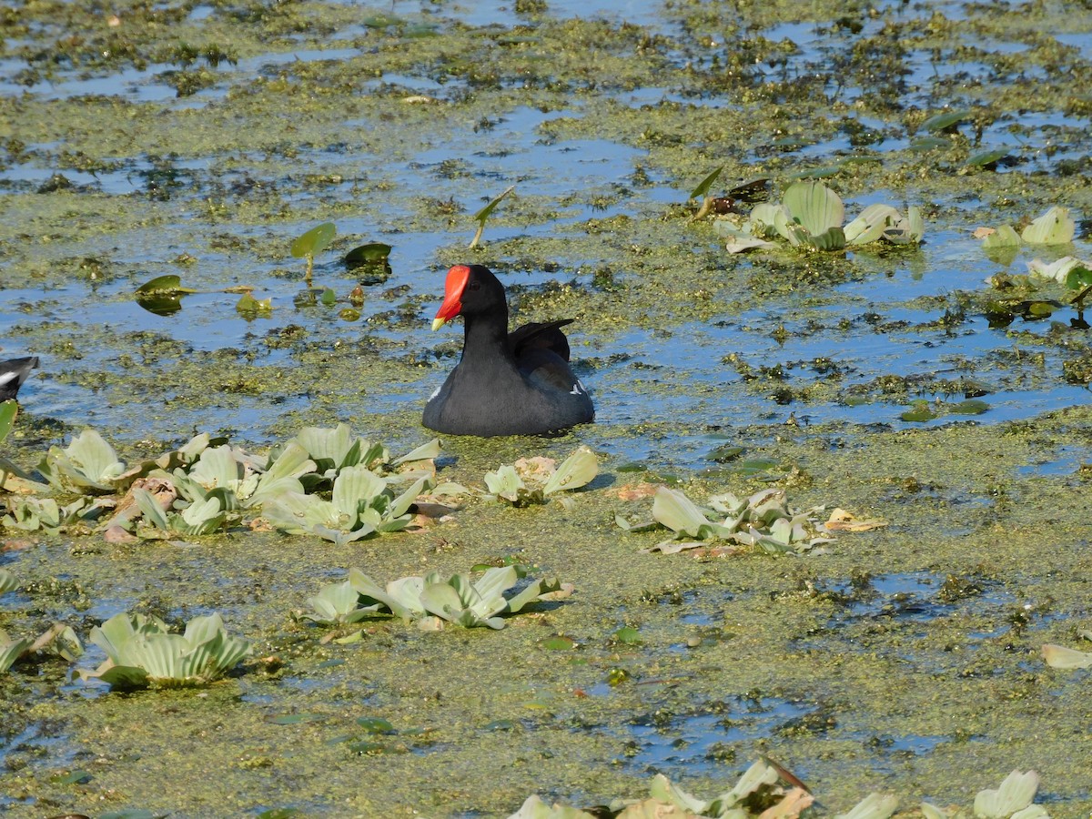 Common Gallinule - ML646432884