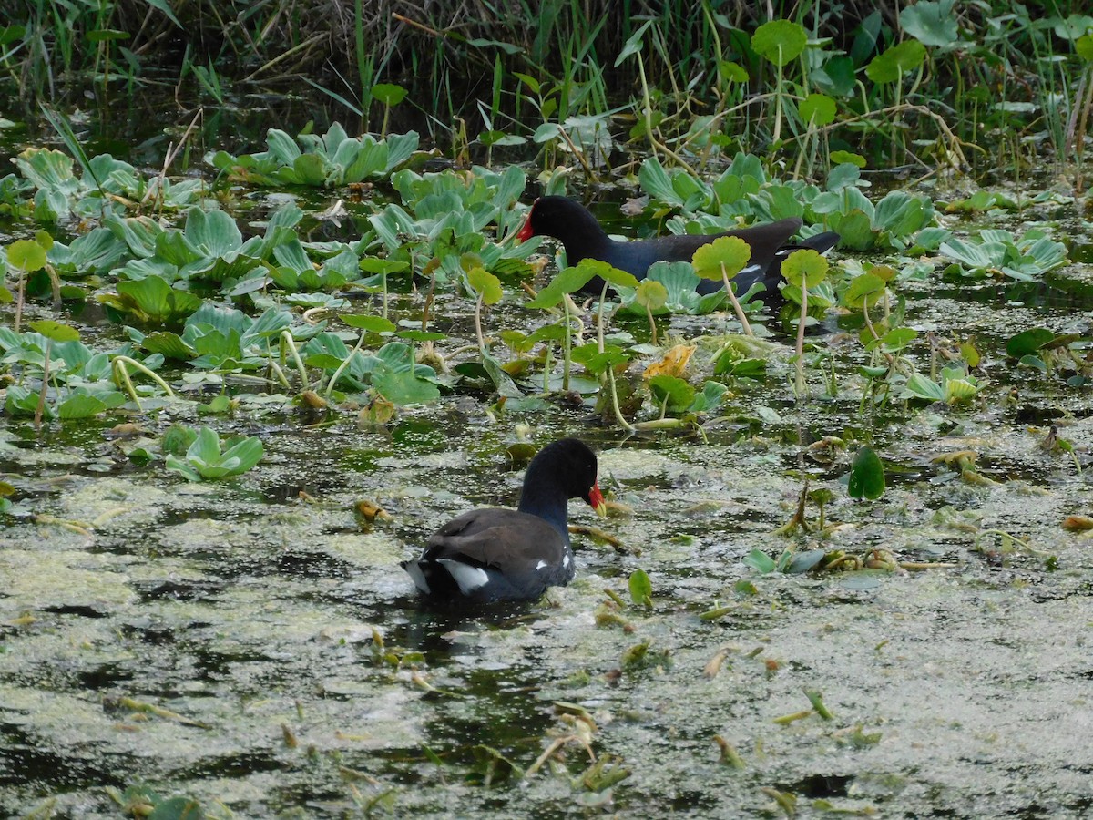 Common Gallinule - ML646432885