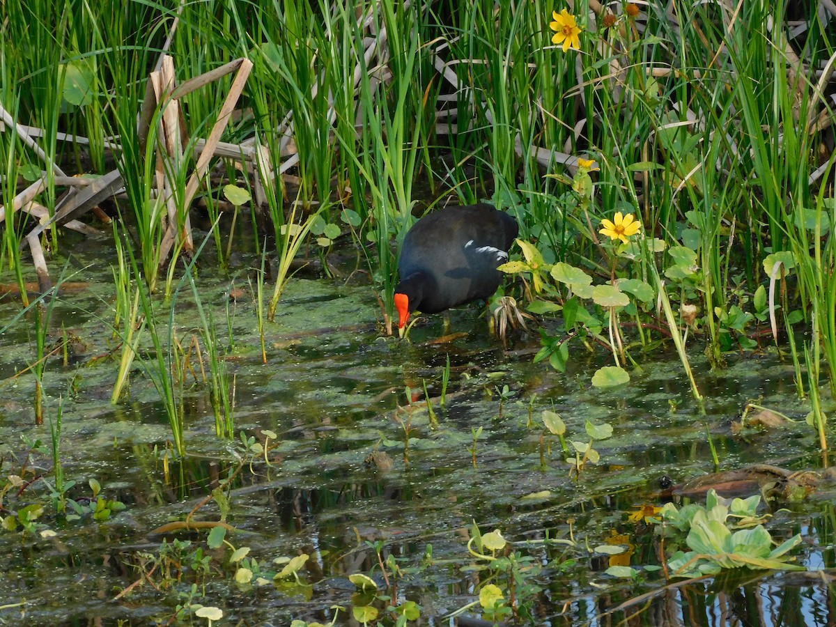 Common Gallinule - ML646432886