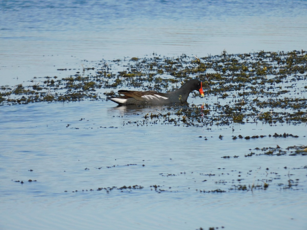 Common Gallinule - ML646432887